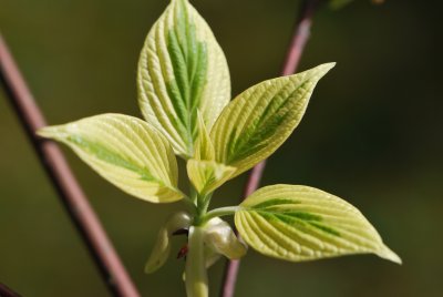 Cornus controversa 'Variegata' - svída sporná 'Variegata' - jarní listy (2)